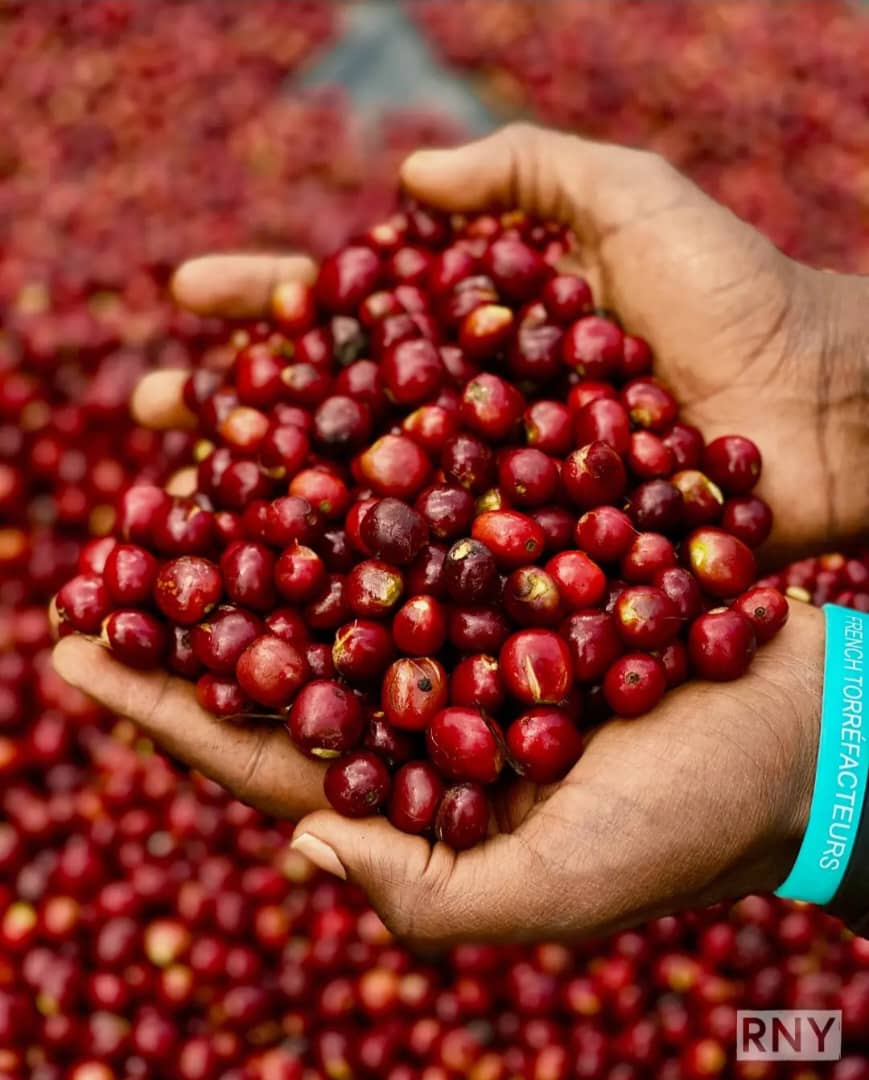 Cerises de café Sidama mûres tenues à la main à l’origine
