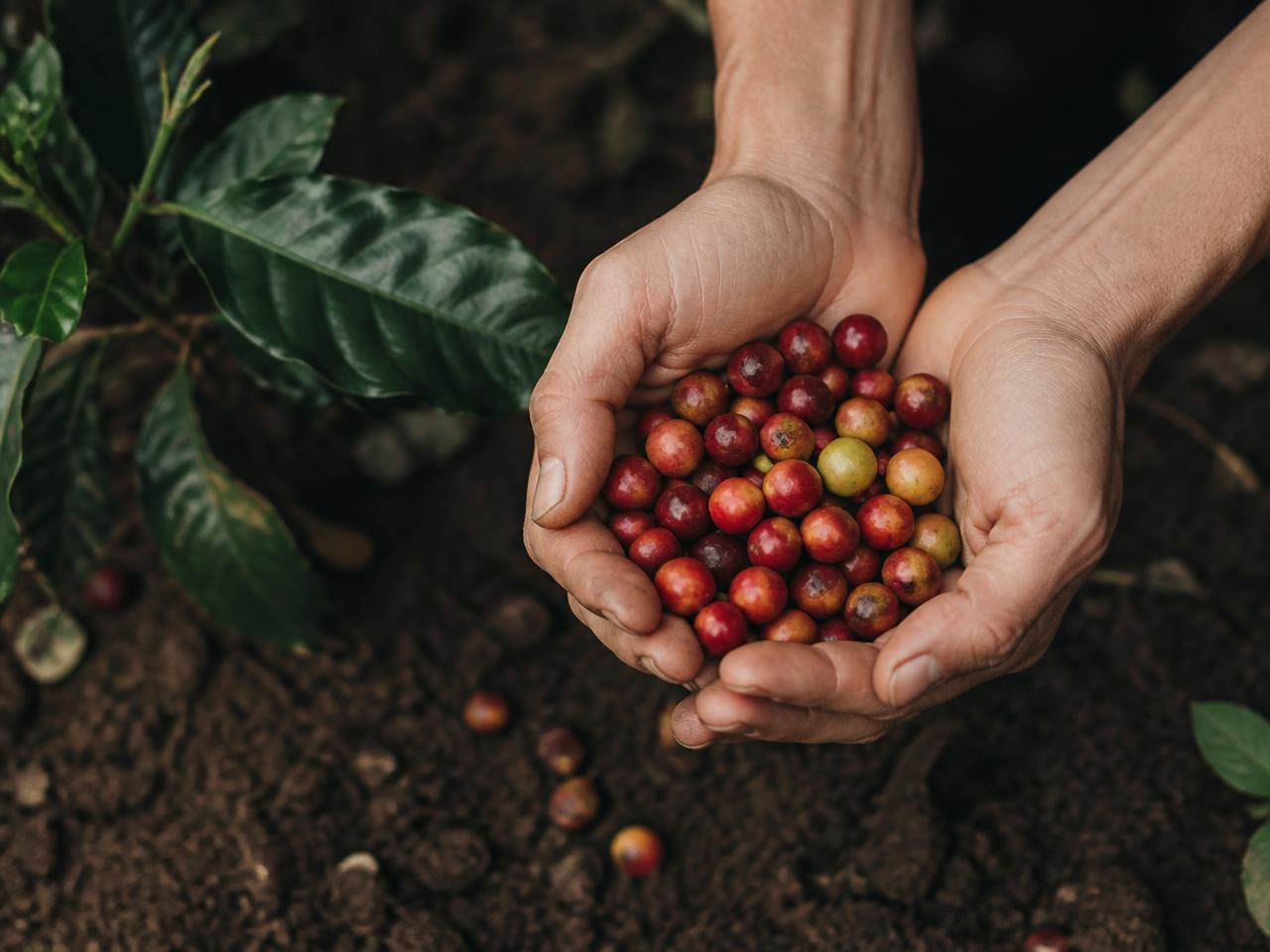 Mains tenant des cerises de café fraîchement récoltées